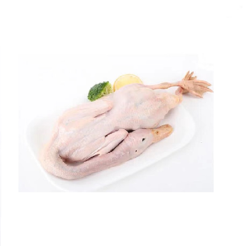 东大滩林下散养草鸭